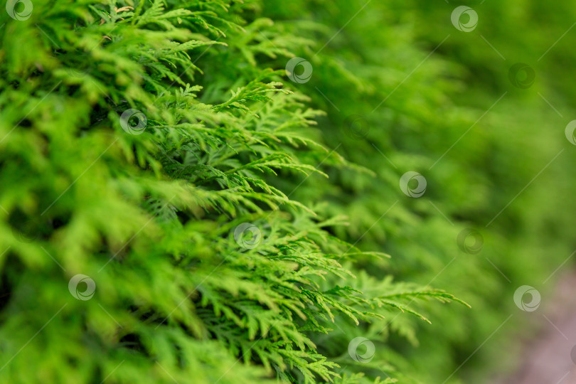 Скачать Естественный фон и текстура. Листья крупным планом. Летний сезон фотосток Ozero