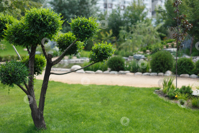 Скачать дерево на зеленой траве в саду в японском стиле фотосток Ozero