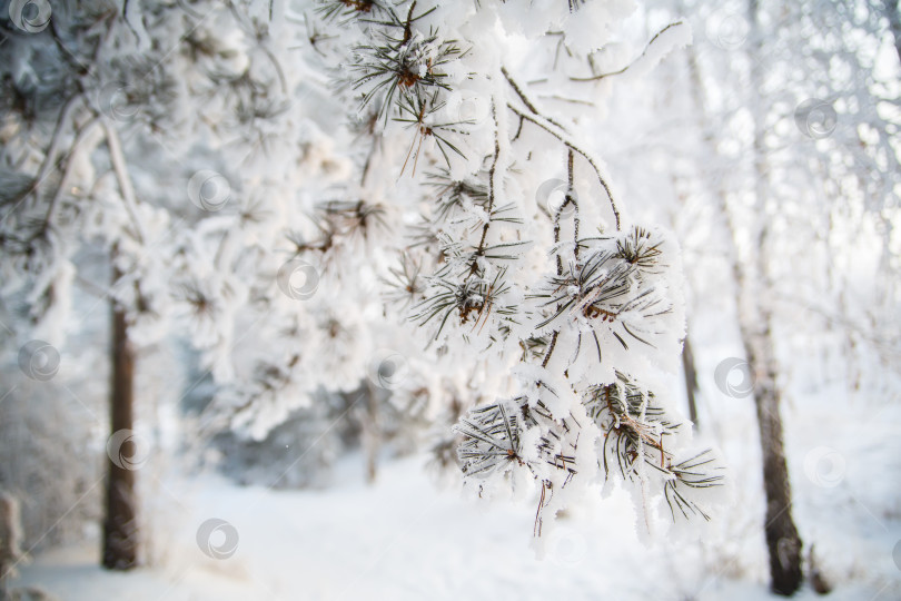 Скачать ветка лежала на снегу в морозный день фотосток Ozero