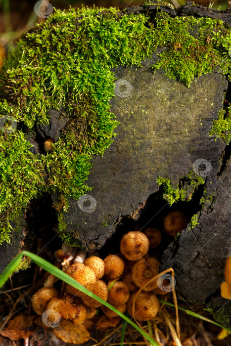 Скачать Естественный фон - мох, растущий на пне фотосток Ozero