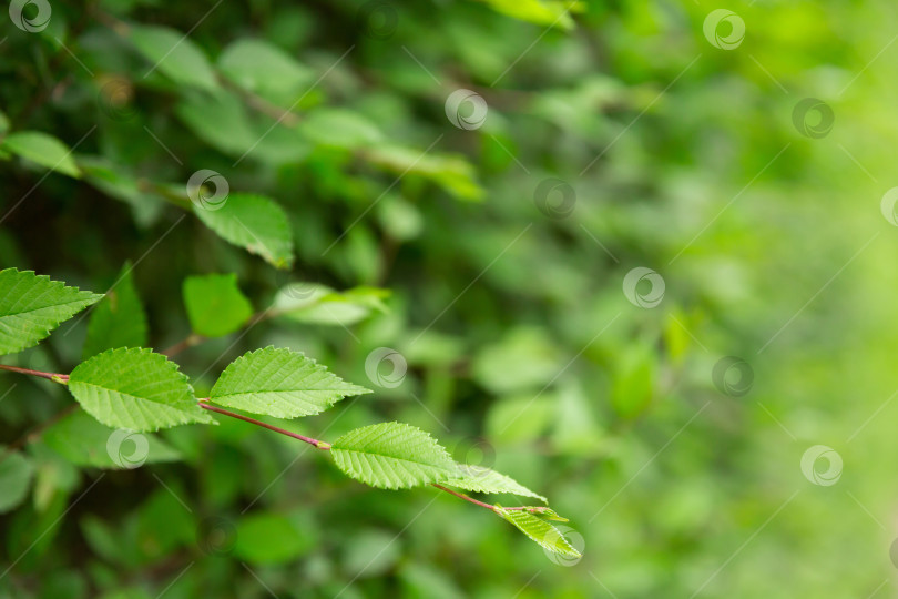 Скачать Естественный фон и текстура. Листья крупным планом. Летний сезон фотосток Ozero