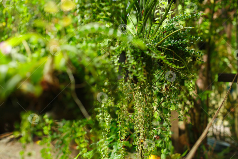 Скачать Цветочные горшки подвешены на нитках. Зеленые растения со свисающими листьями фотосток Ozero