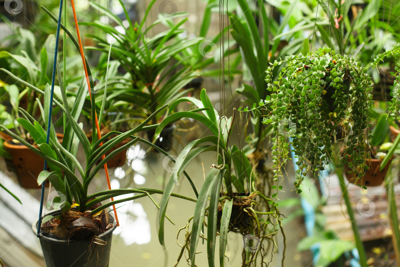 Скачать Цветочные горшки подвешены на нитках. Зеленые растения с торчащими из горшков корнями фотосток Ozero