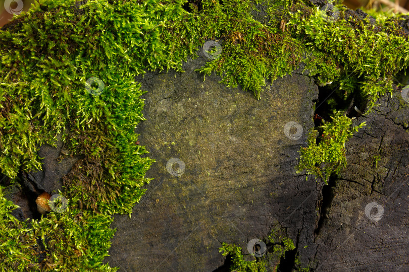 Скачать Естественный фон - мох, растущий на пне фотосток Ozero