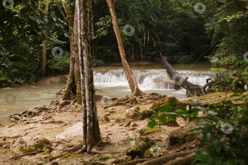 Скачать стволы деревьев с корнями на фоне водопада небольшой горной реки фотосток Ozero