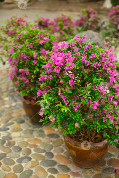 Скачать Бугенвиллия растет в горшках в парке фотосток Ozero
