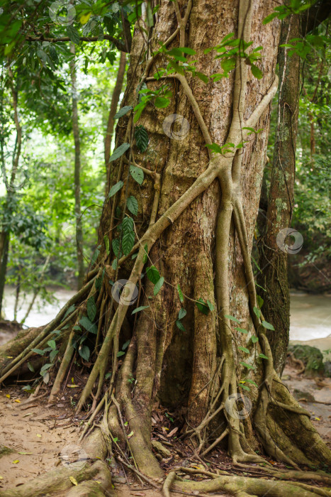 Скачать Корни и ствол дерева в тропическом лесу фотосток Ozero