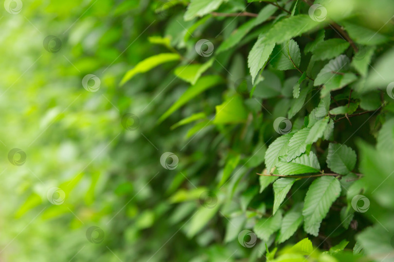 Скачать Естественный фон и текстура. Листья крупным планом. Летний сезон фотосток Ozero