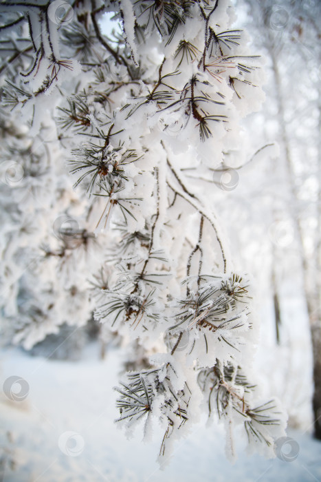 Скачать ветка лежала на снегу в морозный день фотосток Ozero