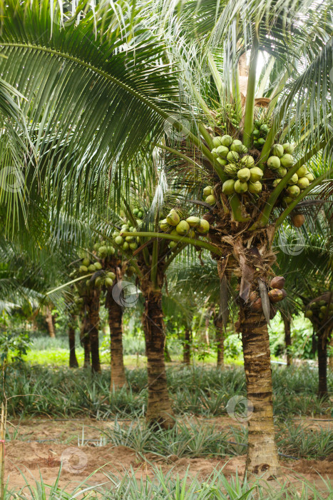 Скачать Кокосовая плантация или ферма. Кокосы растут на кокосовой пальме фотосток Ozero