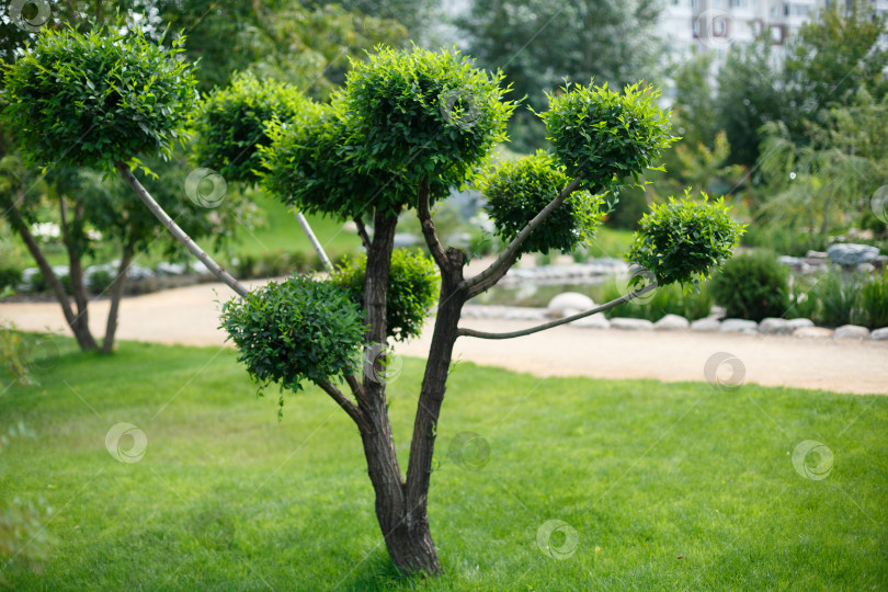 Скачать дерево на зеленой траве в саду в японском стиле фотосток Ozero