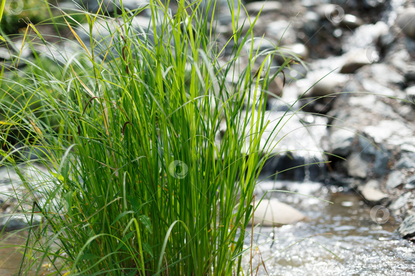 Скачать Зеленая сочная трава в солнечный день крупным планом фотосток Ozero