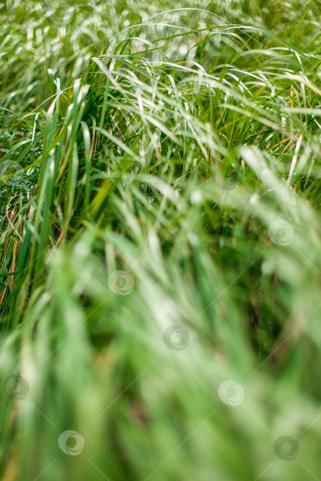 Скачать Зеленая сочная трава в солнечный день крупным планом фотосток Ozero