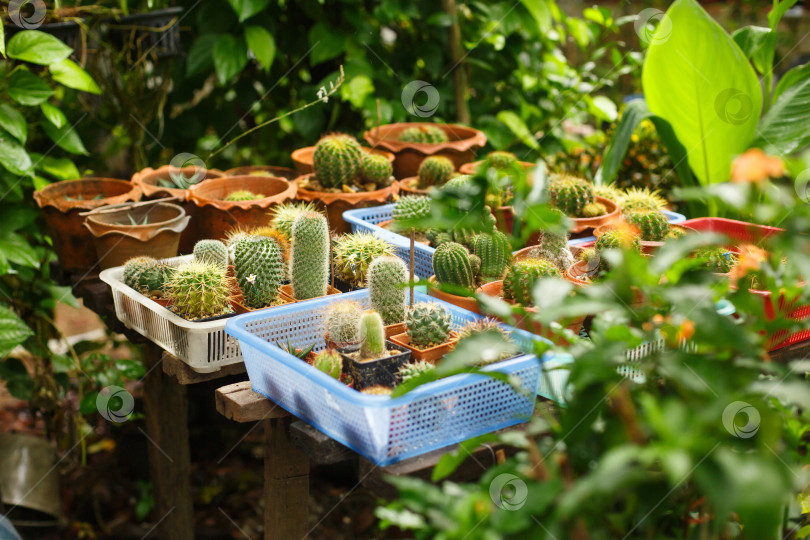Скачать Цветочная оранжерея. Среди растений много кактусов в горшках фотосток Ozero