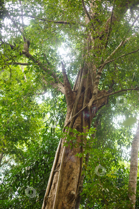 Скачать Ствол дерева в зеленом тропическом лесу фотосток Ozero