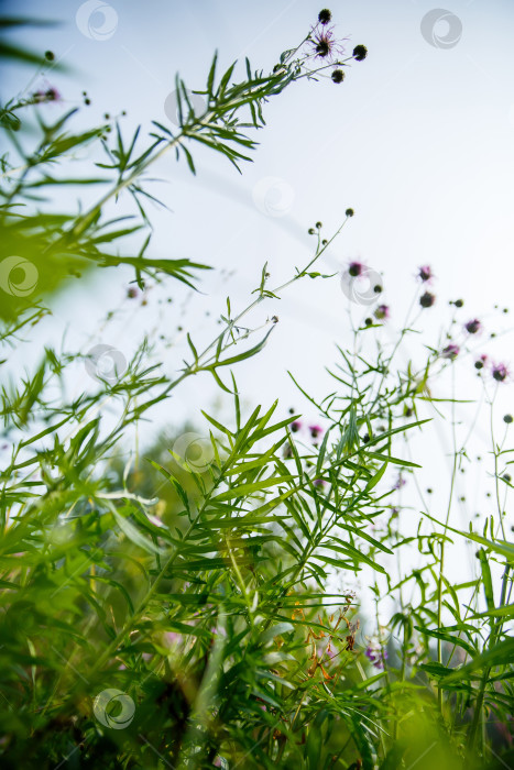 Скачать Ярко-зеленая сочная трава на фоне голубого неба фотосток Ozero