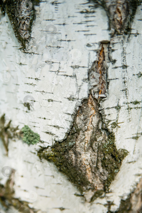 Скачать текстура березовой коры крупным планом по вертикали для фона фотосток Ozero