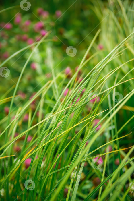 Скачать Зеленая сочная трава в солнечный день крупным планом фотосток Ozero