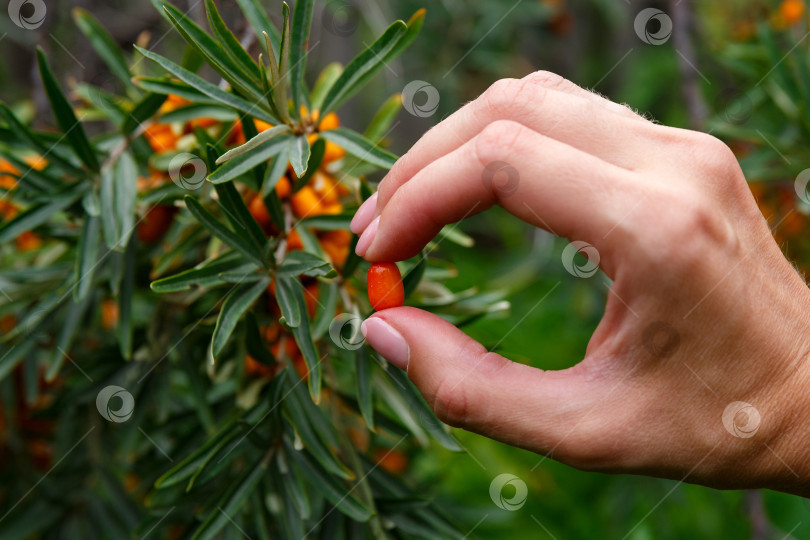 Скачать ягода облепихи в руке на фоне куста облепихи фотосток Ozero