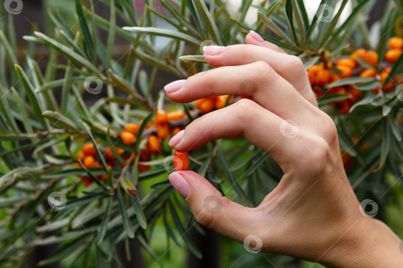 Скачать ягода облепихи в руке на фоне куста облепихи фотосток Ozero