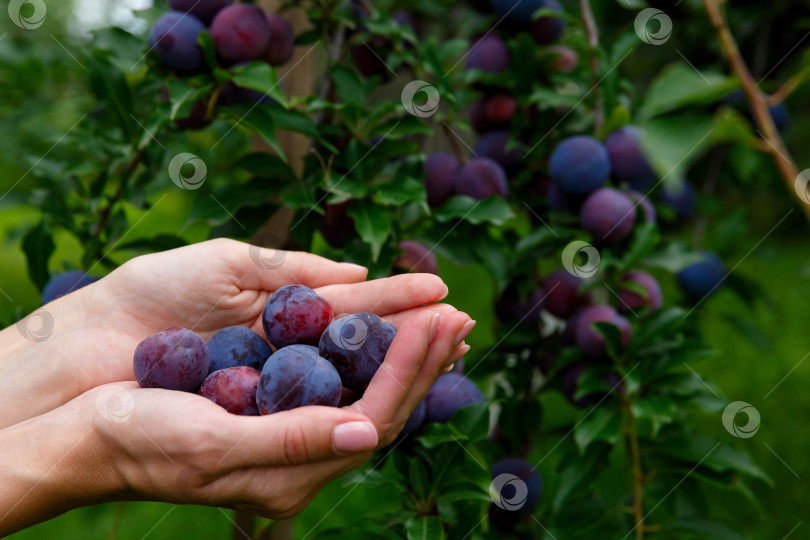 Скачать горсть слив в руках на фоне сливового дерева фотосток Ozero