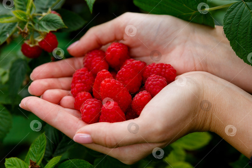 Скачать горсть крупной красной малины в руках фотосток Ozero
