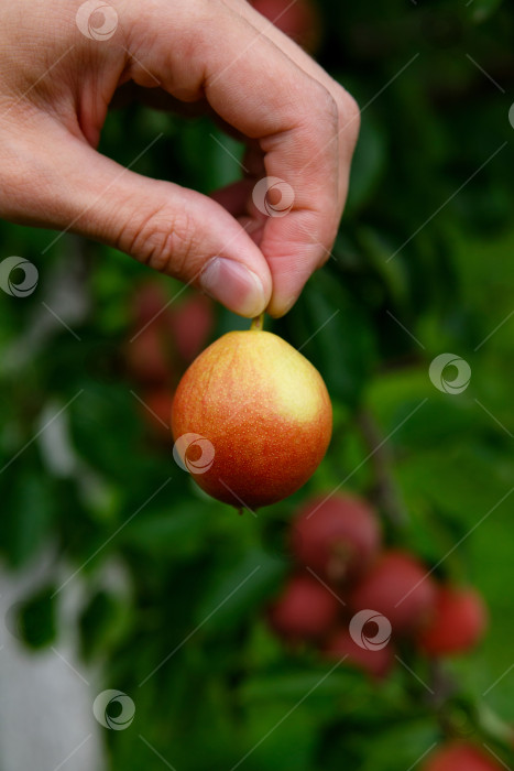 Скачать двумя пальцами держите грушу за хвостик фотосток Ozero