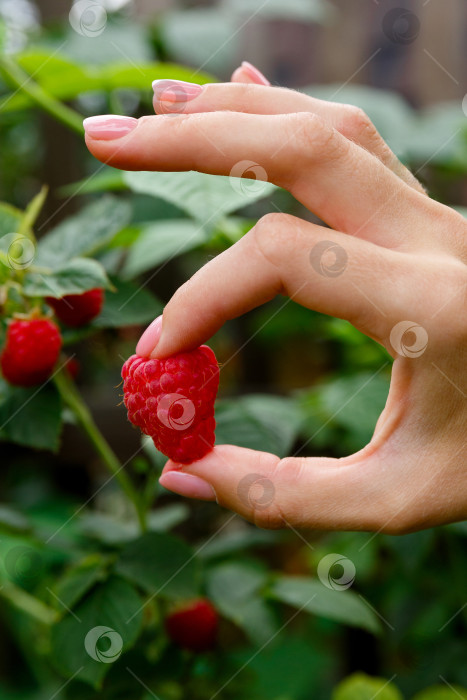 Скачать большая малина в руке на фоне куста малины фотосток Ozero