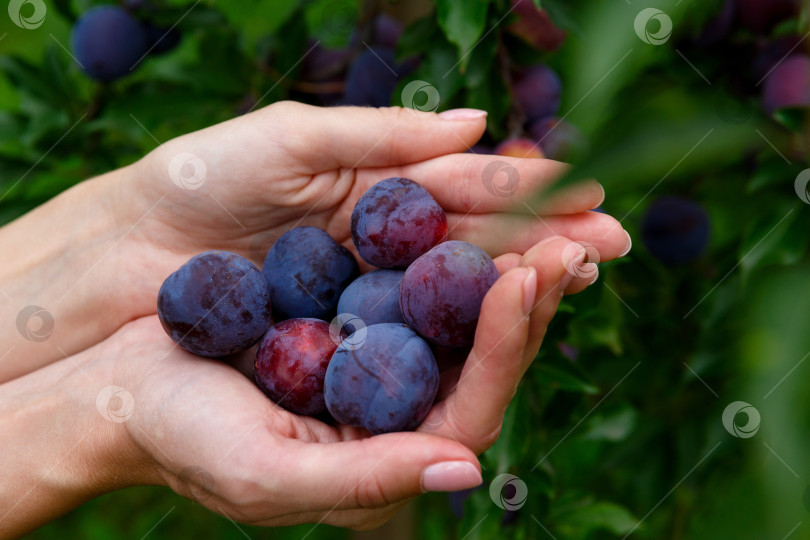 Скачать горсть слив в руках на фоне сливового дерева фотосток Ozero