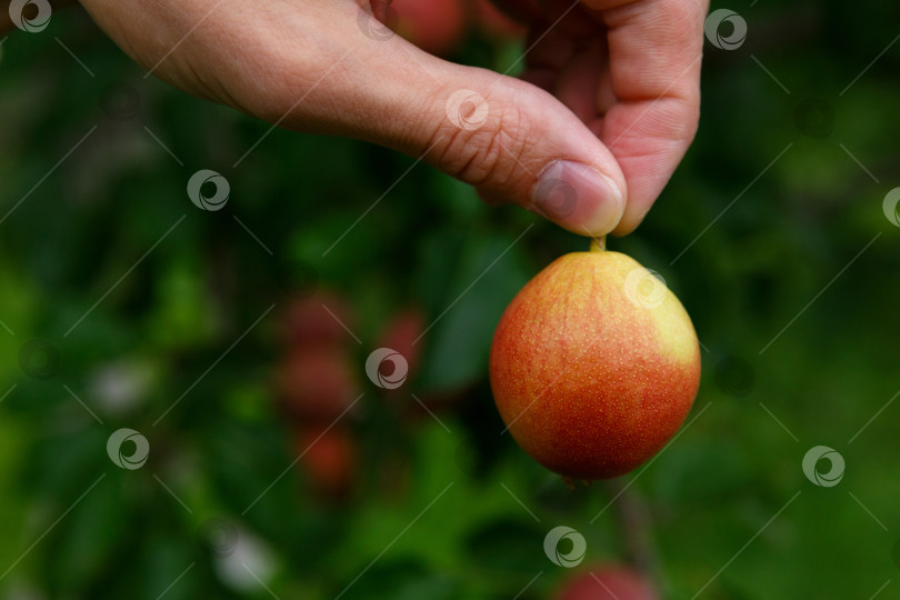 Скачать двумя пальцами возьмите грушу за хвостик фотосток Ozero