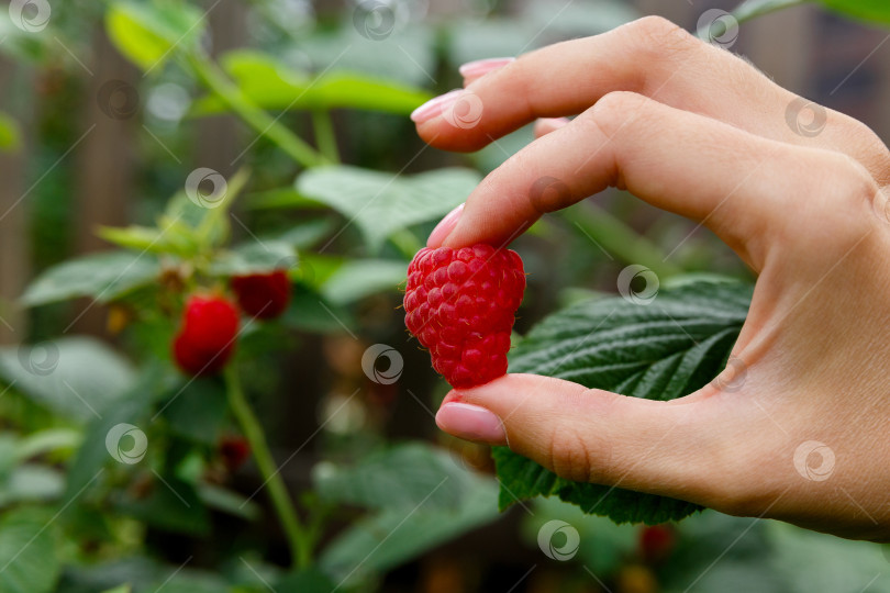 Скачать большая малина в руке на фоне куста малины фотосток Ozero
