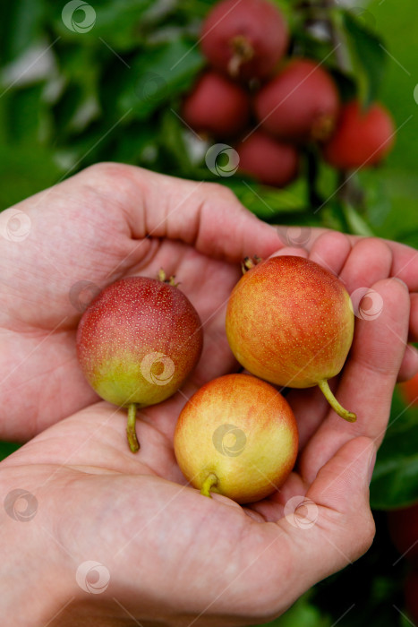 Скачать три груши в пальмах на фоне грушевого дерева фотосток Ozero