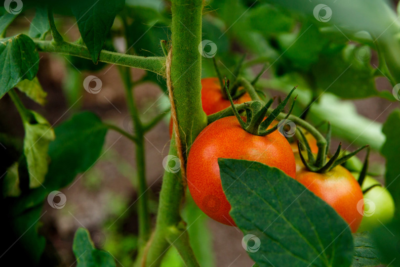 Скачать гроздь красных помидоров на кусте фотосток Ozero