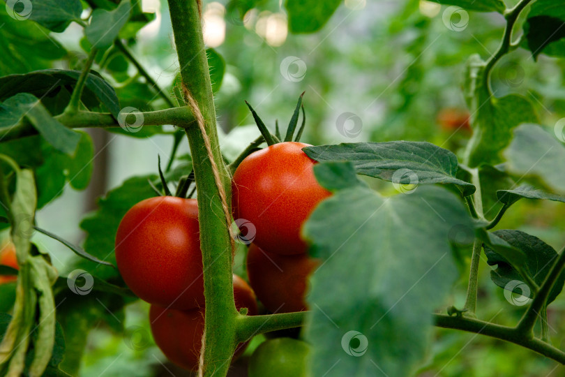 Скачать гроздь красных помидоров на кусте фотосток Ozero
