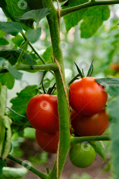 Скачать гроздь красных помидоров на кусте фотосток Ozero