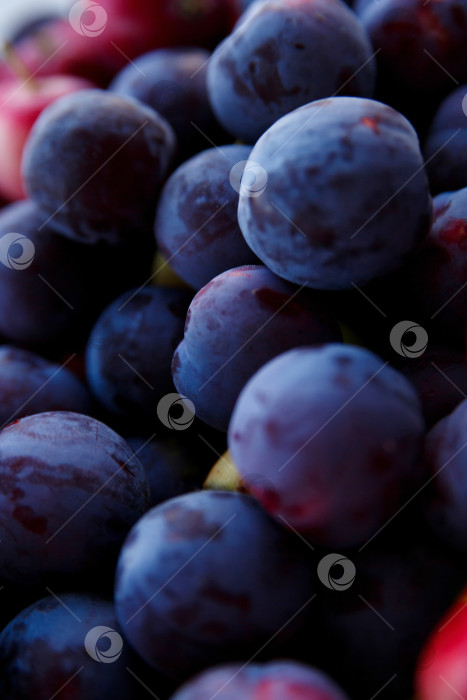 Скачать урожай спелых синих слив крупным планом фотосток Ozero