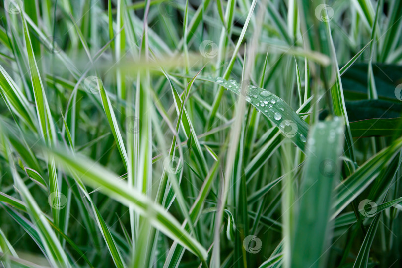 Скачать капли воды на зеленой траве крупным планом фотосток Ozero