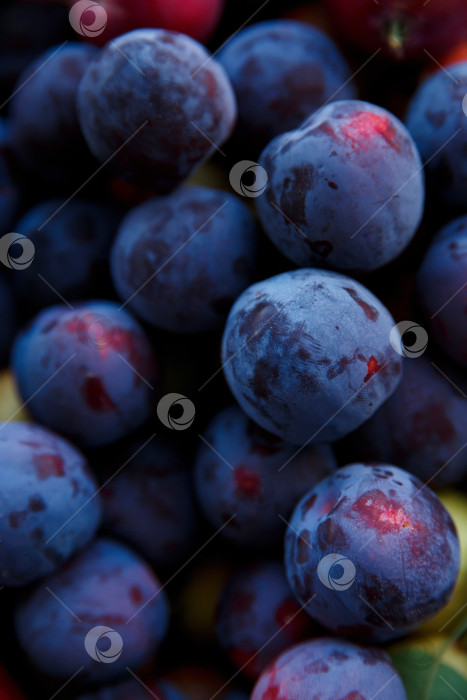 Скачать урожай спелых синих слив крупным планом фотосток Ozero