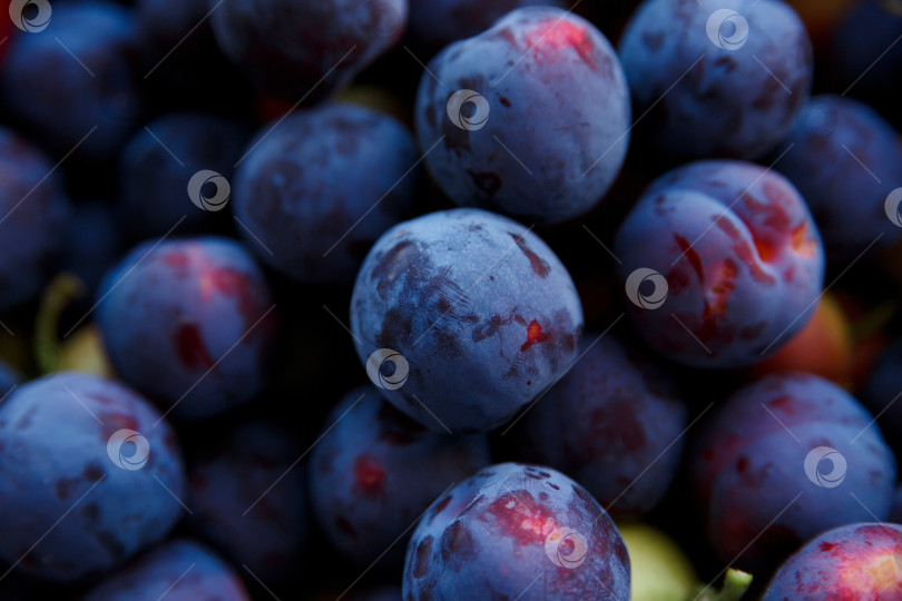 Скачать урожай спелых синих слив крупным планом фотосток Ozero