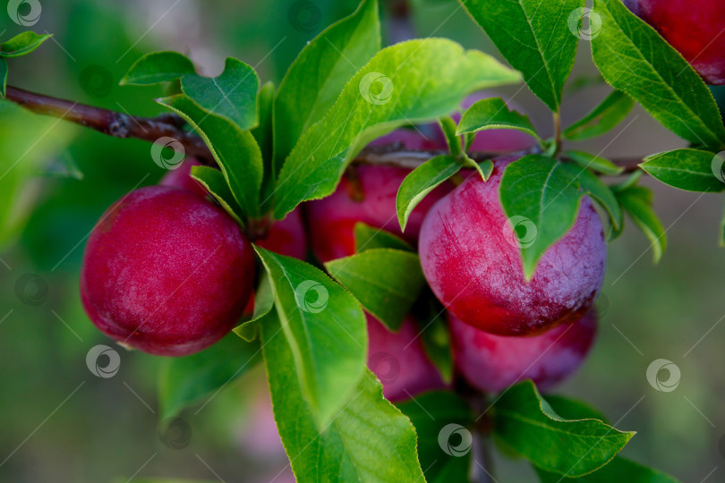 Скачать слива, растущая на дереве на ферме фотосток Ozero