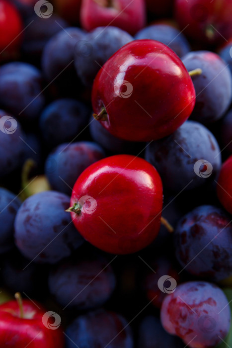 Скачать Спелые синие сливы и красные листья крупным планом фотосток Ozero