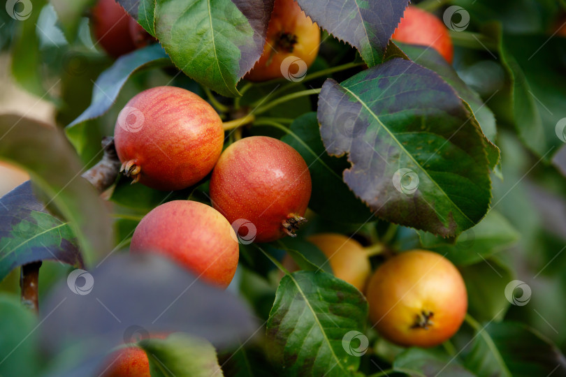 Скачать спелая груша висит на ветке дерева фотосток Ozero