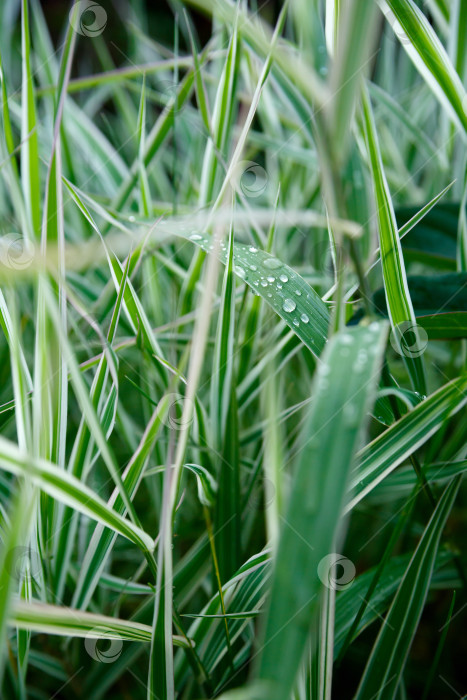 Скачать капли воды на зеленой траве крупным планом фотосток Ozero