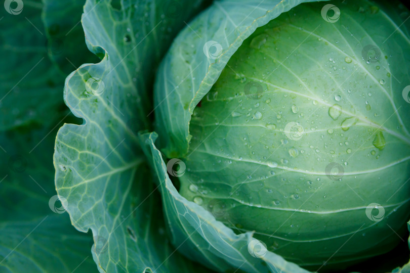 Скачать Белокочанная капуста в каплях воды крупным планом фотосток Ozero