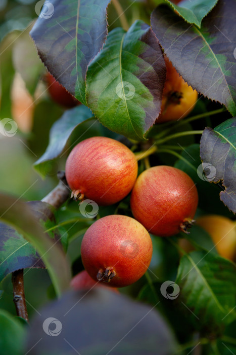 Скачать спелая груша висит на ветке дерева фотосток Ozero