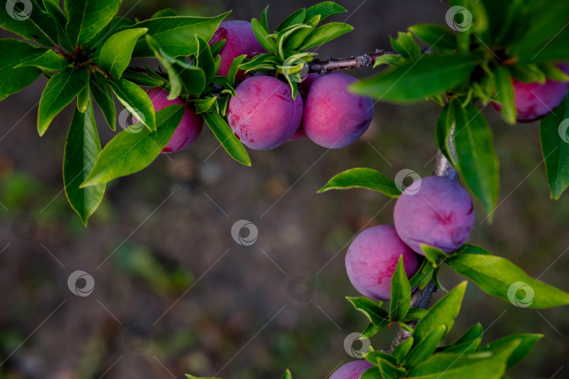 Скачать слива, растущая на дереве на ферме фотосток Ozero