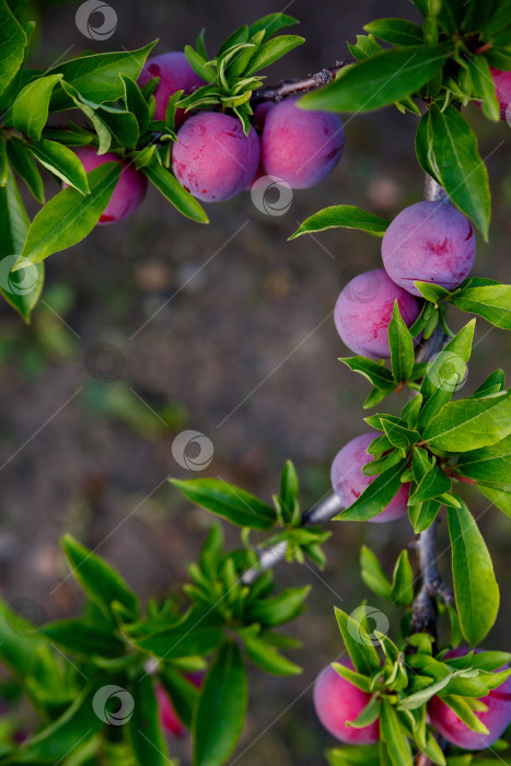 Скачать слива, растущая на дереве на ферме фотосток Ozero