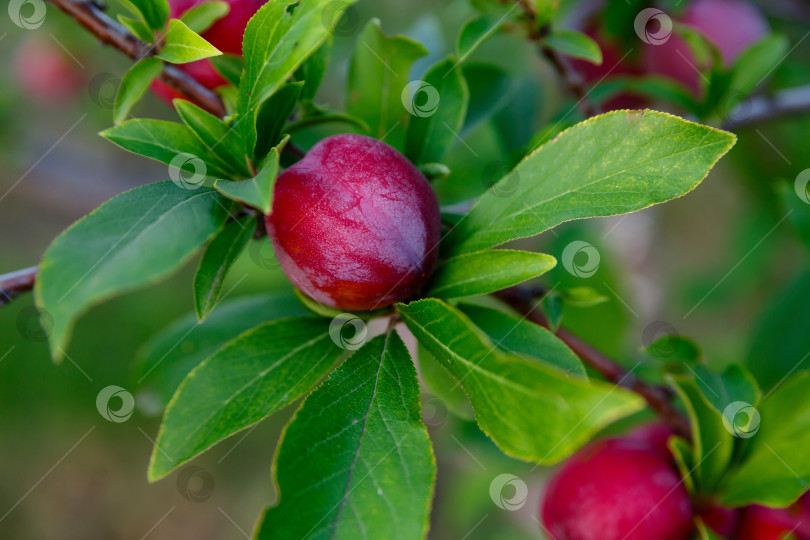 Скачать слива, растущая на дереве на ферме фотосток Ozero