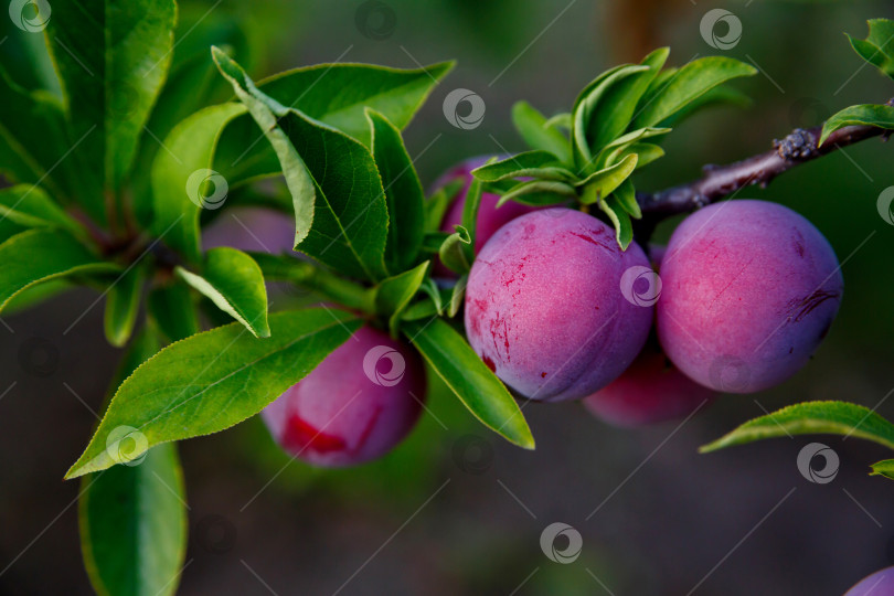 Скачать слива, растущая на дереве на ферме фотосток Ozero