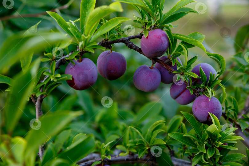 Скачать слива, растущая на дереве на ферме фотосток Ozero